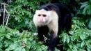 Екзотично у дома: monkey kapucin